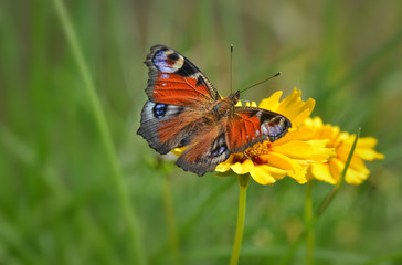 Tagpfauenauge
