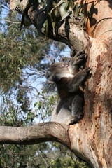 Koala Joey On Mothers Back on a tree branch, Australia