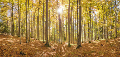 Fototapeta premium Herbst im Wald