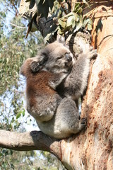 Koala Joey On Mothers Back on a tree branch, Australia