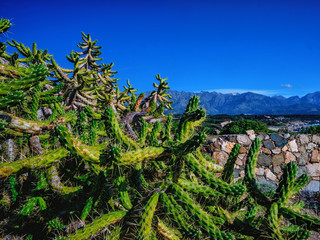 Green cactuses, typical mediterranean plants