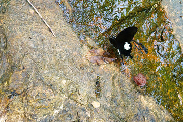 Beautiful black it is butterfly isolated on nature background
