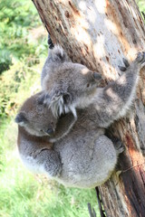 Koala Joey On Mothers Back on a tree branch, Australia