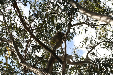 koala is climbing on a tree branch, australia