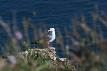 Seagull perched on the Etretat cliff 