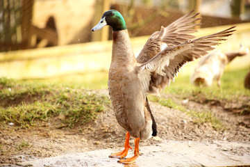 Mallard duck drying with open wings.
