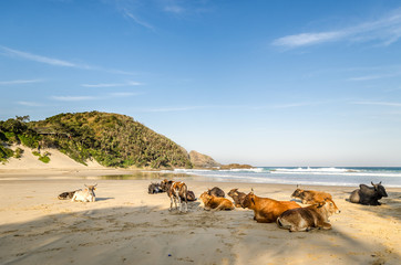 Fototapeta na wymiar Port St Johns beach, cows lying on the beach in front of Indian Ocean. Wild Coast, Eastern Cape, South Africa