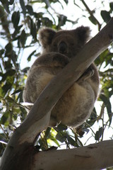 koala is climbing on a tree branch, australia