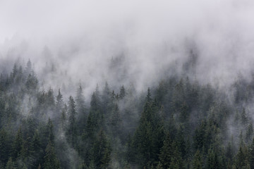 Fototapeta na wymiar Foggy Pine Forest. Dense pine forest in morning mist.