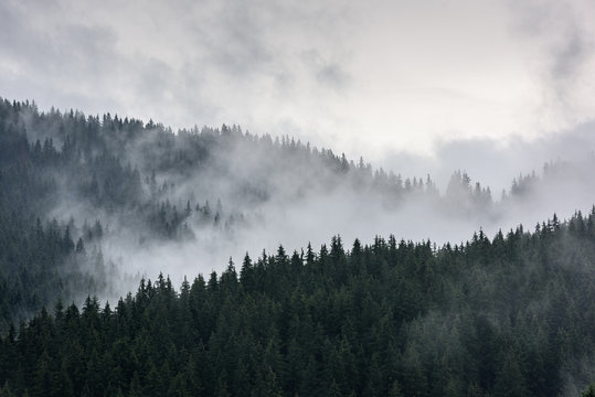 Fototapeta Mglisty las sosnowy. Gęsty las sosnowy w porannej mgle.