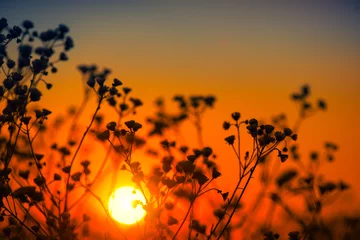 Foto op Aluminium Beautiful meadow with wild flowers over sunset sky. Field of camomile medical flower, Beauty nature background with sun flare. © Subbotina Anna