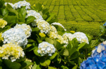 Cha Porto Formoso, Sao Miguel