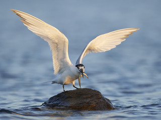 Sandwich tern (Thalasseus sandvicensis)