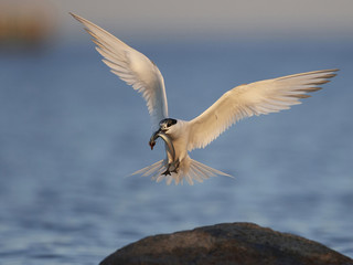 Sandwich tern (Thalasseus sandvicensis)
