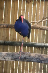 purple swamphen in australia