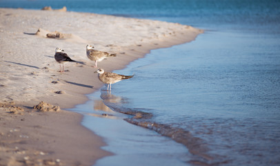 Group of seagulls ower sea