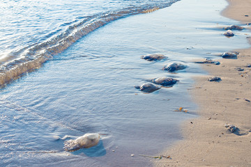 Fototapeta premium Bluebottles washed up on beach in New South Wales, Australia selective focus .