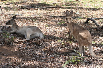 Naklejka na ściany i meble group of grey kangaroos in the wild 