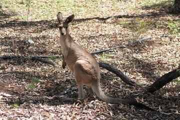 grey kangarooh looking at you, side view