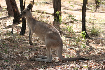 grey kangarooh, side view