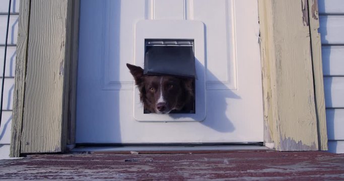 Cute dog pokes his head out doggy door.