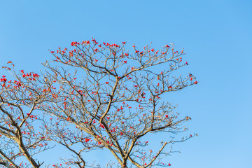 青空と葉の落ちた木