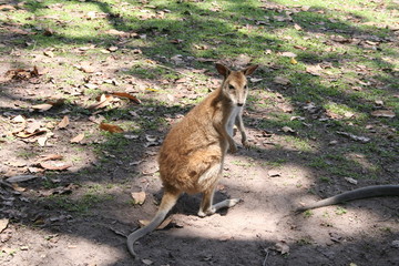 eastern grey kangarooh looking at you in the wild