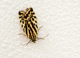 Fototapeta na wymiar the leopard moth