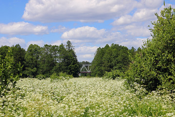 Obraz premium bridge in the forest
