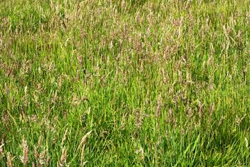 Background of tall green grass. Selective focus