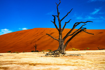 Dead Vlei