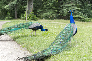 Peacocks at the Bagatelle Park, Paris