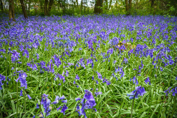Spring time in the woods with bluebells covering the ground