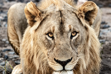 Fototapeta premium King