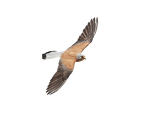 Lesser kestrel (Falco naumanni)