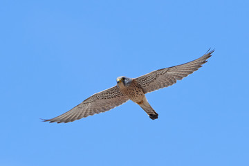 Lesser kestrel (Falco naumanni)
