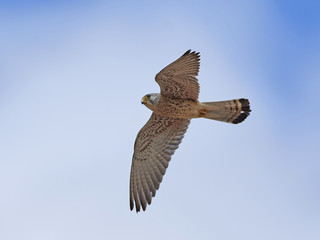 Lesser kestrel (Falco naumanni)