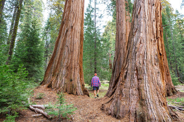 Sequoia