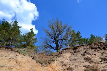 Fototapeta na wymiar Деревья на вершине крутого песчаного обрыва