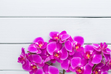 Beauty orchid on a gray background. Spa scene.