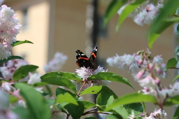 butterfly, Vanessa atalanta