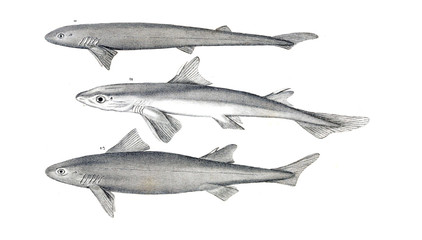 Illustration of shark