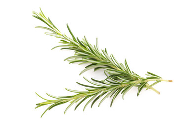 Rosemary spice on the white background.