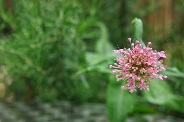 Pink field flower on a green background