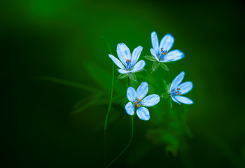 Fresh wild flowers blue arrangement on green background outdoor selective focus