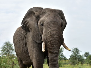 Fototapeta na wymiar elephants in Kruger national park in South Afdrica
