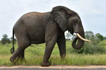 Fototapeta premium elephants in Kruger national park in South Afdrica