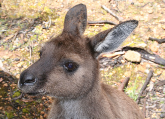 Fototapeta premium portrait of kangarooh