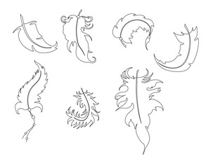 the collection of feathers