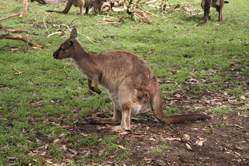Kangaroo in wild australia